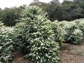 Coffee flowers in coffee plantation