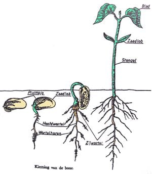 Agriculture manual 1 2 1 image 12.JPG