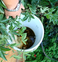 Figure 5: The existing storage bucket has debris and algae growth in standing water.[1]