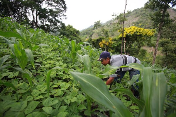 File:Agricultura de conservación1.jpg