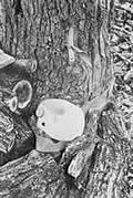 Thumbnail for version as of 01:22, 6 January 2007
