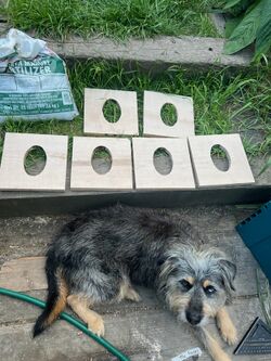 6 completed maple wood bases