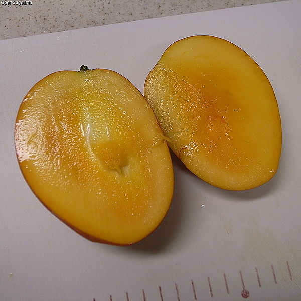 File:Fruit Mango.jpg