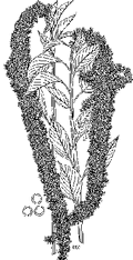 Thumbnail for version as of 01:24, 6 January 2007