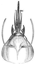 Thumbnail for version as of 01:23, 6 January 2007