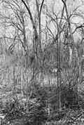 Thumbnail for version as of 01:22, 6 January 2007