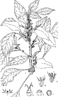 Thumbnail for version as of 01:24, 6 January 2007