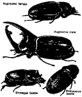 Thumbnail for version as of 01:25, 6 January 2007