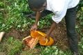 Being resourceful (using jerrycans and banana leaves) to measure flow of water during hydroelectric site survey.