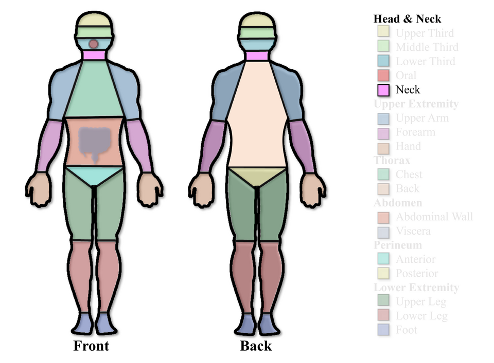 File:Neck Region.png