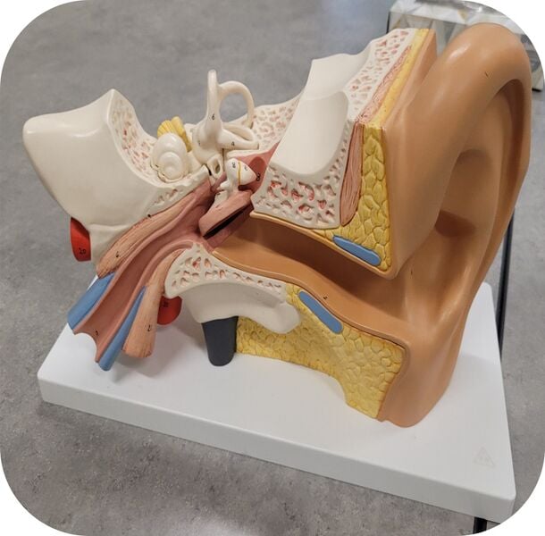 File:Human Ear Model.jpg