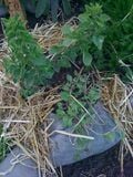 Upright herb is Greek Oregano, Italian Oregano is below