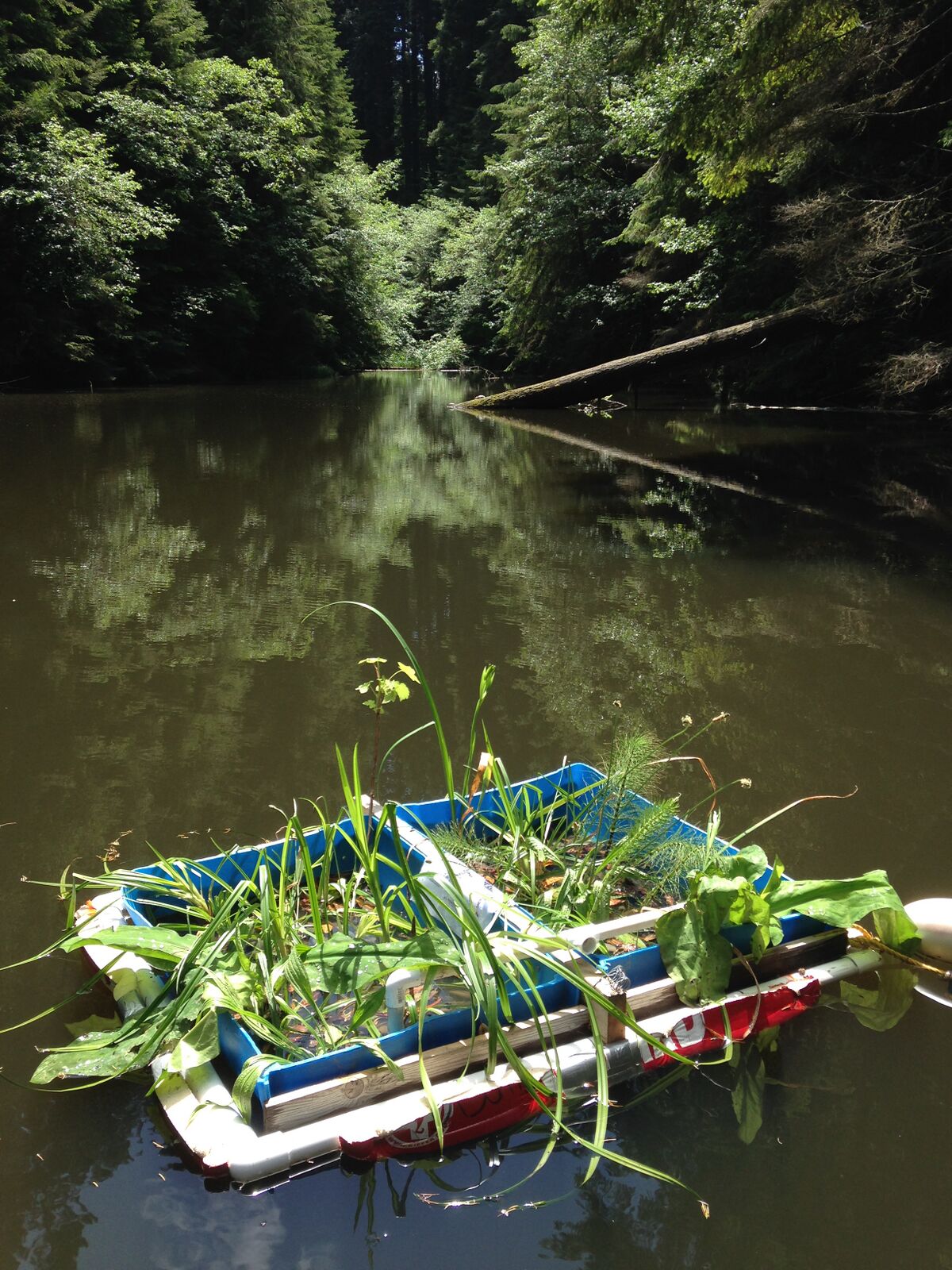 WetLand bogs - Appropedia