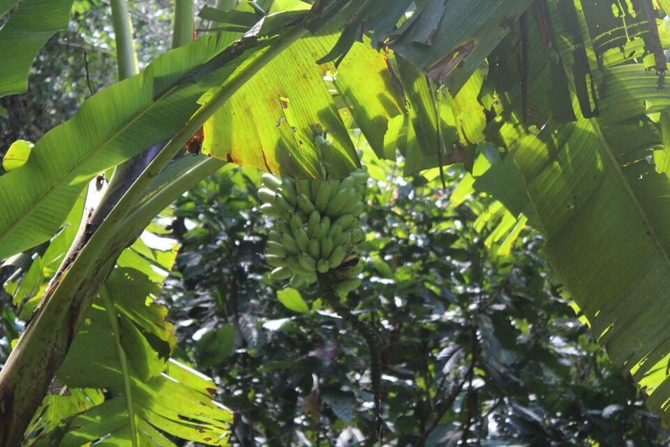 File:Bananas.JPG