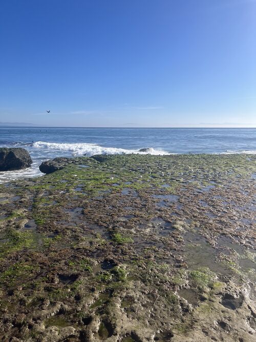 File:HenryCulverSCBeach.jpg