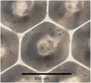 Effects of hydrodynamic surface coatings on snow shedding for PV modules