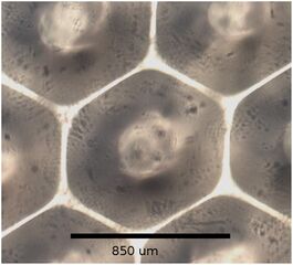 Effects of hydrodynamic surface coatings on snow shedding for PV modules