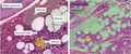 Thumbnail for version as of 07:14, 20 March 2026