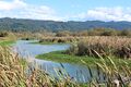 Wildlife at the Gearheart Marsh