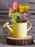 Plants in a watering can