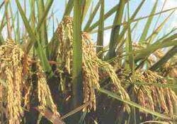 250px-Rice1.jpg