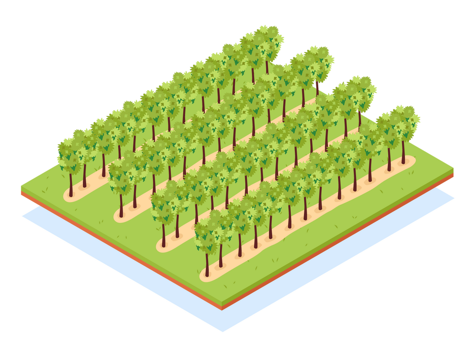 File:Distribución de limones.png