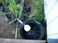 Grease trap and settling tank from the Millcreek greywater system. The small plastic cap provides a barrier to the floating grease and fat from passing into the out pipe. The trash can yields some surge protection and retention time for settling.