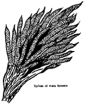 Thumbnail for version as of 01:25, 6 January 2007