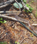 An irrigation hose that was accidentally broken when someone dug in the middle of the path where it was buried