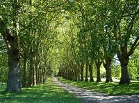 Avenue of trees in St George's Park - geograph.org.uk.jpg