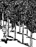 Thumbnail for version as of 01:26, 6 January 2007