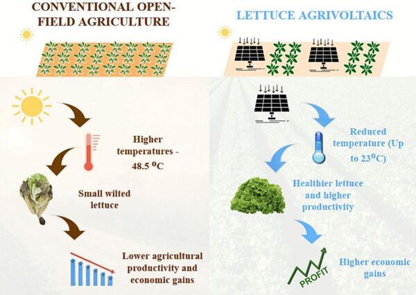 File:Heatlettuce.jpg