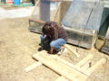 Fig. 6: This is us pre-drilling holes into the wood that was used for the frame.