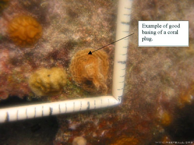File:Repairing damaged reefs terminology image 1.jpg
