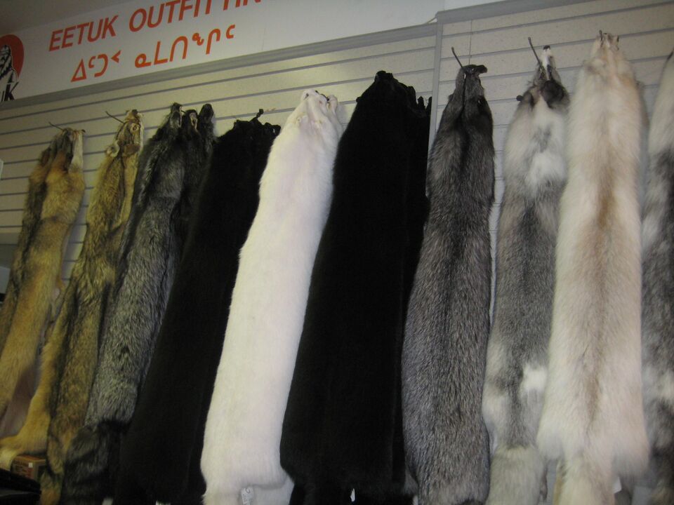File:Iqaluit foxfur.JPG