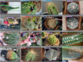 Open source disease analysis system of cactus by artificial intelligence and image processing