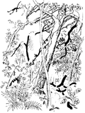 Thumbnail for version as of 01:26, 6 January 2007