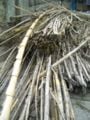 Fig 1a: Carizo, a type of bamboo, bundled together for easy transport