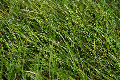 Wetgrass.png