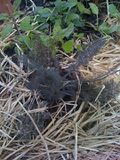 Bronze Fennel