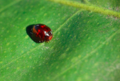 Heather lady beetle