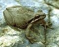 Pacific Tree Frog Hyla regilla