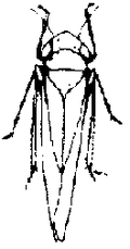 120px-P202A.GIF