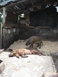 The pigpen used to be given a layer of sawdust to facilitate cleaning but this practice had to be given up since the biodigester is unable to break down the lignin in the sawdust. (ref.)