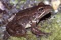 California Red Legged Frog Rana aurora draytonii