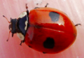 Two-spotted lady beetle