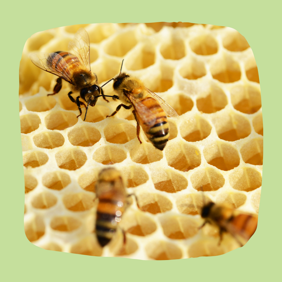 File:Imagen2.png