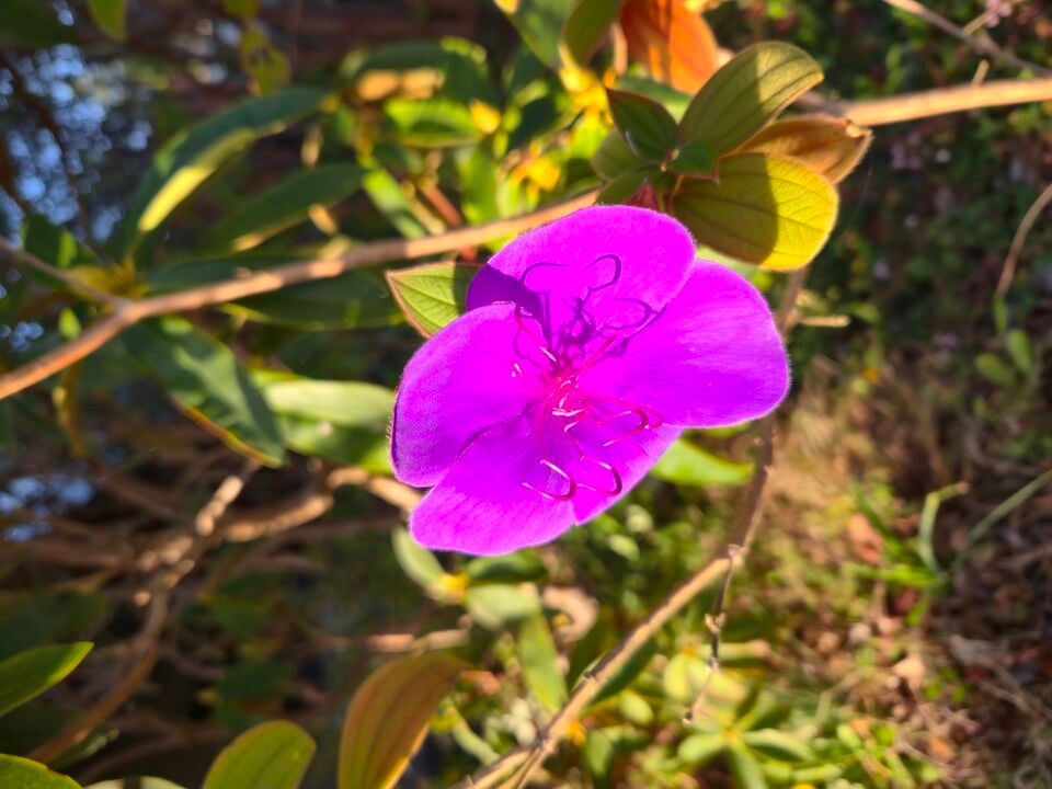 File:Princess Flower.jpg