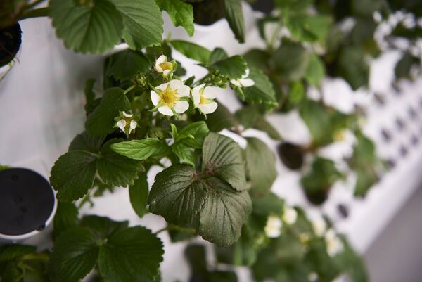 File:Flowering berries.jpg