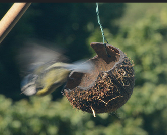 330px-Birdflightcoconut.png